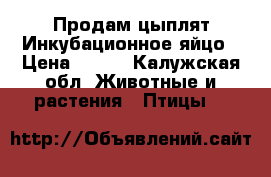 Продам цыплят.Инкубационное яйцо › Цена ­ 250 - Калужская обл. Животные и растения » Птицы   